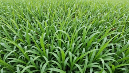 Obraz premium Lush green grass growth nature landscape close-up vibrant environment natural view