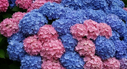 Vibrant Pink and Blue Hydrangea Blooms Lush Garden Flowers Close Up View