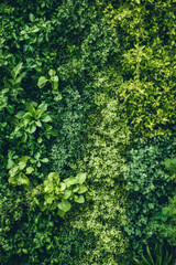 Vibrant vertical garden with diverse green foliage and lush plants