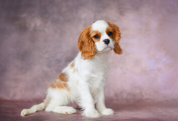 puppy dog ​​cavalier king charles spaniel blenheim 3 months on brown background
