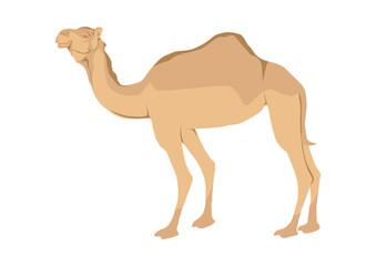 arabian camel cartoon isolated vector