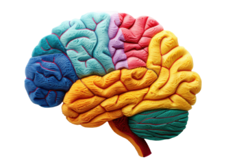 Colorful representation of a human brain showcasing different regions and their functions in a strikingly detailed manner
