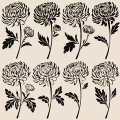 Chrysanthemum Flower Illustrations v4