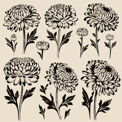 Chrysanthemum Flower Illustrations v3