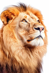 Fototapeta premium A majestic lion with a thick mane looks upward, its amber eyes gleaming with intelligence and power