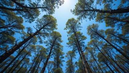Obraz premium Forest canopy view pine trees nature photography outdoor environment upward perspective
