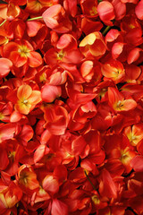 Vibrant red and orange tulip petals creating a lush floral background