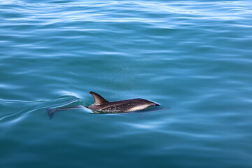 Dolphin Partially Emerging from the Ocean – Marine Wildlife in Motion