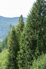 Green forest trees. Nature background.