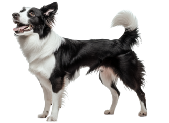 Black and white border collie stands proudly with an alert expression in a studio setting showcasing its fluffy coat