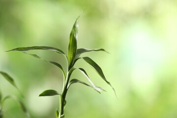 Decorative green bamboo stem with leaves on blurred background, closeup. Space for text
