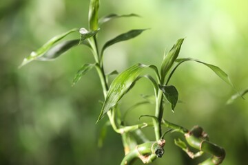 Green bamboo stems with leaves on blurred background, closeup