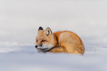 fox in snow