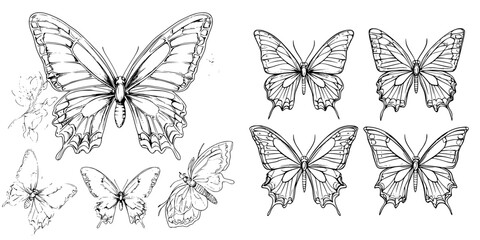 Obraz premium Detailed illustrations of various butterfly species showcasing intricate wing patterns and designs for educational purposes