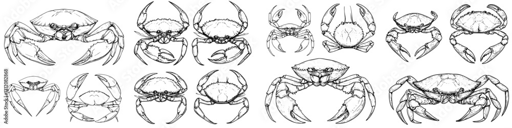 Poster various crab illustrations showcasing different poses and features on a plain background
