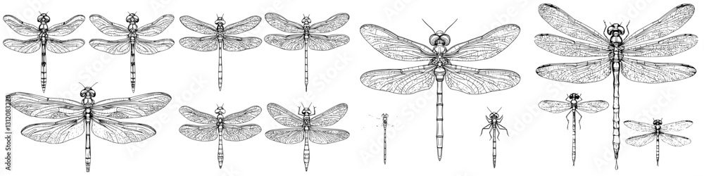 Poster detailed sketches of various dragonfly species displaying unique features and proportions, showcasin
