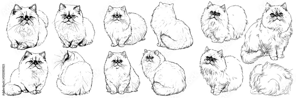 Poster various outlines of fluffy cats in different poses showcasing their distinct features and expression