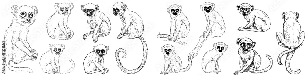 Poster detailed illustrations of various lemur poses and expressions created with intricate line work in ar