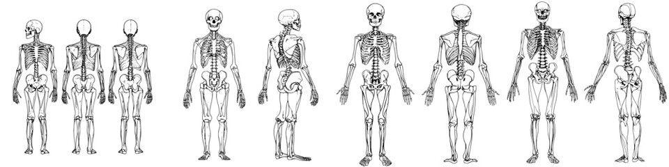 Detailed representation of human skeleton anatomy showing multiple views for educational purposes