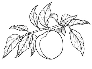 Modern isolated sketch illustration of a black and white peach fruit graphic branch