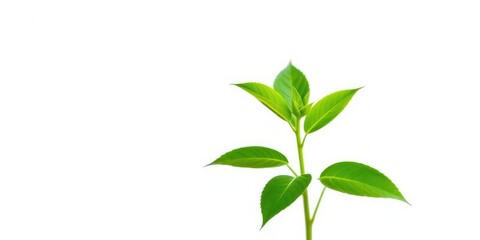 Obraz premium Single vibrant green plant, isolated on pure white background, green, asset
