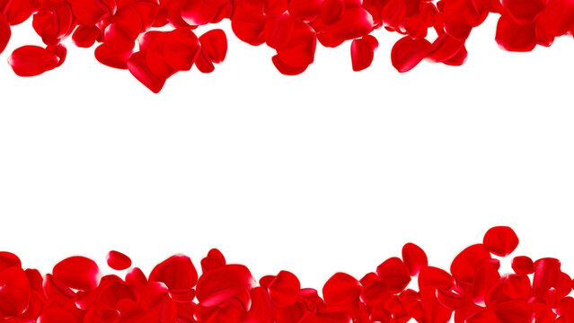 red rose petals frame top bottom border isolated on transparent background,valentine love and romantic and cosmetics beauty png design element