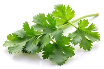 Fototapeta premium Sprig of Fresh Coriander (Cilantro) Leaves