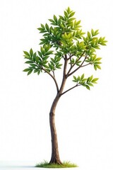 Long, slender branch against a stark white backdrop, simple, tree, wooden