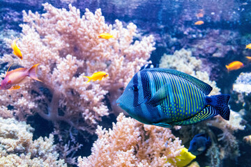 Colourful tropical blue cichlid fish on the coral reef