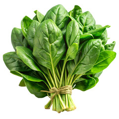spinach leaves isolated on white