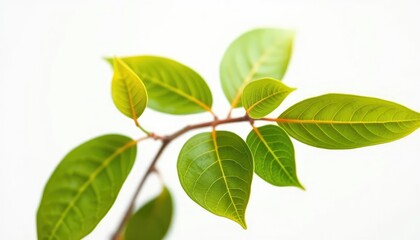 Intricate detail of vibrant green leaves, isolated on pure white, asset, flora