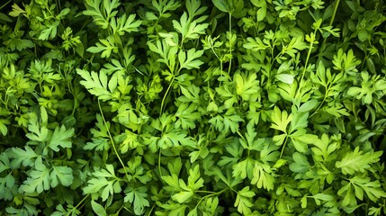 Vibrant Green Nature Backdrop with Plant