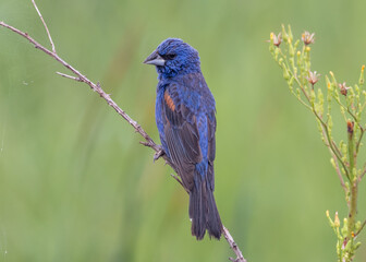 An adult male Blue Grosbeak perched on a dead twig