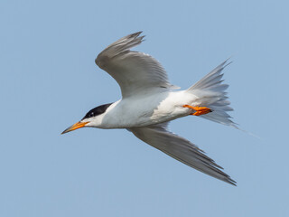 An in-flight adult Forster's Tern in alternate summer plumage
