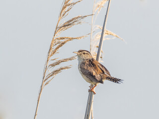 A Marsh Wren perched out on a bare reed stalk