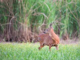 Roe deer buck in an almost dried pond covered with Celery-leaved buttercups. Capreolus capreolus, Ranunculus sceleratus, Phragmites australis, Sologne, Loiret 45,  région Centre Val de Loire, France, 