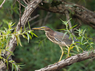 An immature Green Heron perched out on a narrow, leafy branch