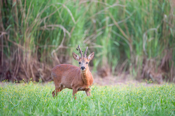 Roe deer buck on the lookout in an almost dried pond covered with Celery-leaved buttercups. Capreolus capreolus, Ranunculus sceleratus, Phragmites australis, Sologne, Loiret 45,  France