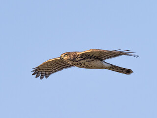 An immature Cooper's Hawk gliding by in flight