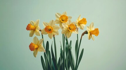 Daffodils bouquet against pastel green background.