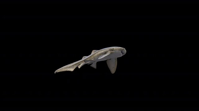 zebra shark 3D Video Animation