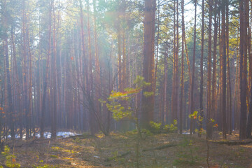 pine tree forest glade in light of sparkle sun, beautiful bright outdoor seasonal scene