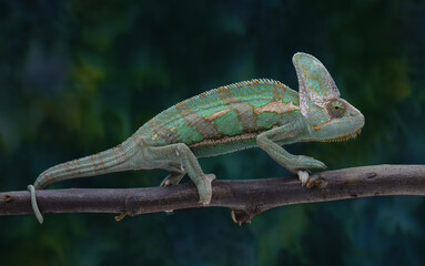 A veiled chameleon perched on a branch, its body displaying a blend of green hues with subtle...