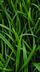 Green juicy grass, Close-up