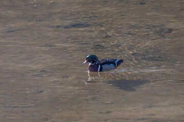 Wood Ducks Beautiful and unique this duck of woodland ponds and river swamps