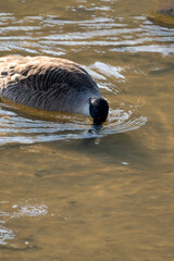 Geese seaching for food on the bottom of the river