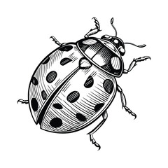 Red ladybug kadybug vector art illustration