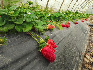 Green strawberry field with on horizon, Strawberry plantation on sunny day, Strawberry bushes on strawberry field in a farm, Strawberries plantation, jijel Algeria North Africa. greenhouse glasshouse.