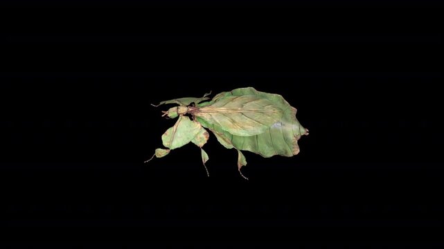 leaf insect top view 3D Video Animation