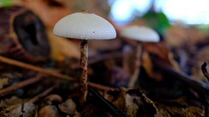 mushroom in the forest